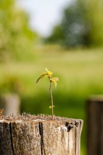 A vibrant young sprout emerging on a tree stump in a lush rural setting, symbolizing renewal.